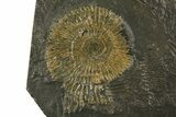 Dactylioceras Ammonite Cluster - Posidonia Shale, Germany #180357-2